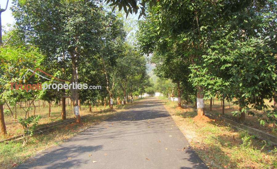 #FarmLands With #Sandalwood Plantation #PlotsforSale Near Ithepalli - Benguluru Highway, #Tirupati